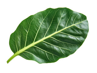 Isolated Tropical Leaf