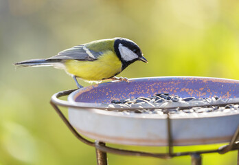 Wall Mural - Bird feeding on a bird feeder with sunflower seeds. Great tit