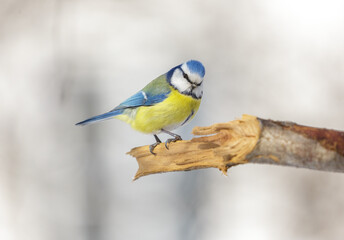 Wall Mural - Little bird perching on a tree. Blue tit. Parus caeruleus