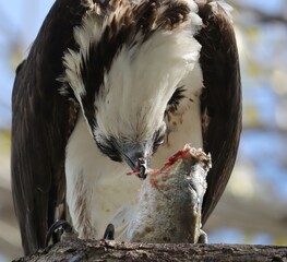 Wall Mural - Osprey With Fresh Fish Catch Everglades Florida