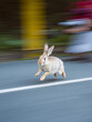 © Julie - Rabbit Speed