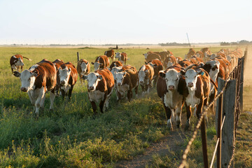 A herd of polled Hereford cattle in a rural Argentine field