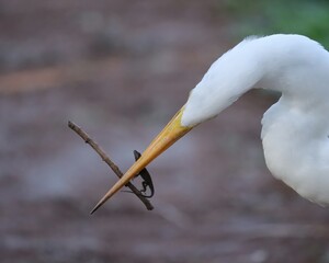 Wall Mural - Great Egret Fish Catch Paynes Prairie Florida