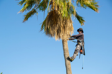 latino high altitude pruner at the top of a palm tree