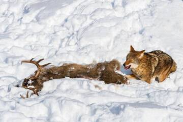 Wall Mural - coyote (canis latrans) feeds from deer carcass in churned up snow winter