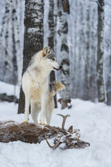 Wall Mural - grey wolf (canis lupus) looks right from atop white-tail deer tongue out winter