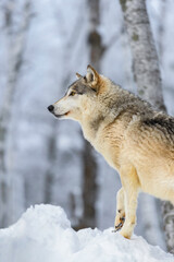 Wall Mural - grey wolf (canis lupus) stands looking left from atop snow pile winter