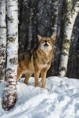 Wall Mural - coyote (canis latrans) stands looking out from birches howling winter