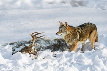 Wall Mural - coyote (canis latrans) looks up from deer carcass in snow winter