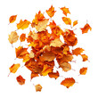 © muji - Vibrant Autumn Leaves Falling on Black Isolated on transparent background