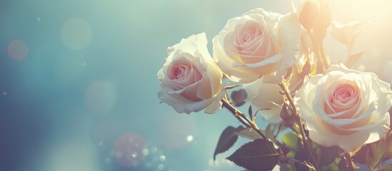 Poster - soft focus close-up of pastel pink roses against a blurred blue background with light bokeh effects 
