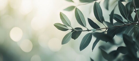 Wall Mural - green leaves with soft focus and bokeh background copy space for text integration