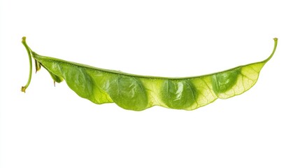 Wall Mural - Fresh winged bean pod isolated on white background showcasing vibrant green color and unique elongated shape for culinary and nutritional use