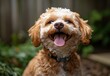 © ANUAR - Adorable small dog with fluffy curly hair happily posing outdoors, showcasing a joyful expression with a tongue out, surrounded by greenery, perfect for pet lovers and animal photography.