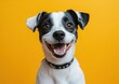 © ANUAR - Playful and Happy Dog with Appealing Expression Against a Bright Yellow Background, Perfect for Animal Lovers and Pet Enthusiasts Seeking Joy and Charm