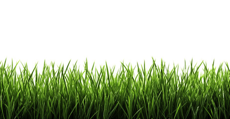 Wall Mural - lawn on white. green grass. a fresh spring green grass on white.