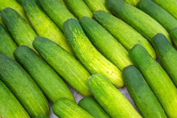 The cucumbers are picked and neatly arranged to create a beautiful display.