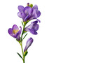 A rich purple freesia flower against a transparent background.