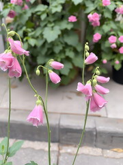 Wall Mural - tuberous pea. Club peas on the street. Pink flowers. Far-Eastern flowers.