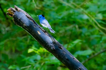 Wall Mural - The Black-naped Monarch in nature