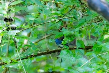 The Black-naped Monarch in nature