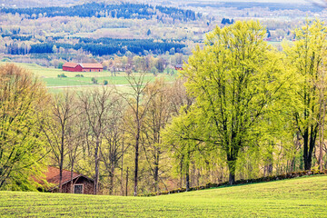 Wall Mural - Budding trees in a rural landscape view at springtime