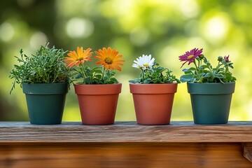 Wall Mural - Colorful Flowers in Pots - A Springtime Delight