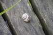 © Cyndie - Escargot sur un chemin de bois