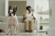 © Seventyfour - Full length of slender yet stocky French bulldog with funny rounded ears standing calmly on floor against blurred background, copy space