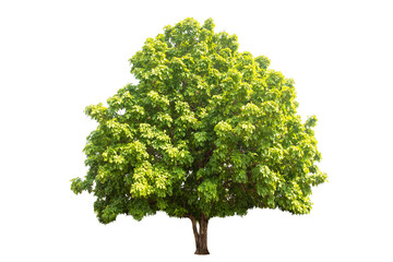 Wall Mural - green tree isolated on transparent background with clipping path, single tree with clipping path and