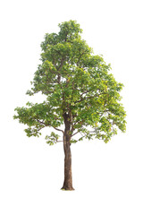 Wall Mural - green tree isolated on transparent background with clipping path, single tree with clipping path and
