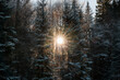 © PhotoMet - Luce solare che passa attraverso gli alberi di una foresta innevata e ghiacciata di montagna, nelle Alpi del nord Italia, in inverno