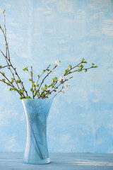 Wall Mural - branches with green buds and with white flowers of cherry in a blue vase on a background of a blue wall with texture of putty. spring still life. copy space. easter spring backgroun