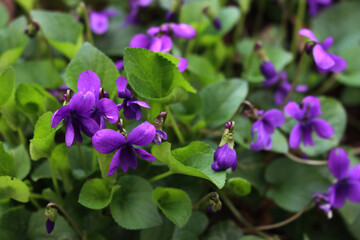 Wall Mural - Close-up of purple Common or english Violets in the garden. Viola odorata plants on springtime