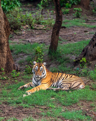 wild bengal male tiger or panthera tigris sitting full face and eye contact in natural green background winter season evening safari sariska national park forest tiger reserve alwar rajasthan india