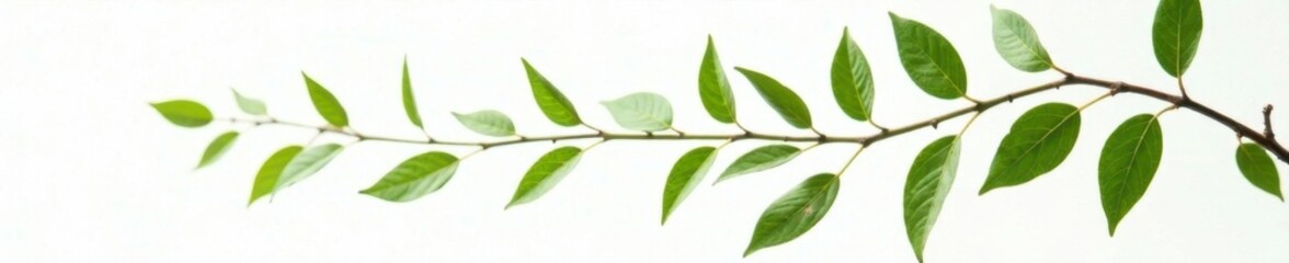 Wall Mural - Delicate willow branch with green leaves against a crisp white background, foliage, branch