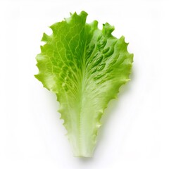 Poster - Green lettuce leaf floating against pristine white background, highlighting fresh, crisp texture for culinary and wellness visual content