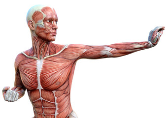 Wall Mural - 3D Rendering Male Anatomy Figure on White