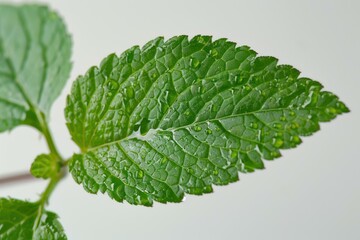 Vibrant green mint leaf with visible water droplets on its surface, showcasing freshness and vitality