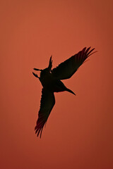 Poster - Little bee-eater does aerobatics silhouetted at dusk