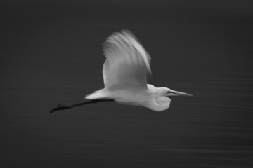 Poster - Mono slow pan of egret above river