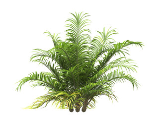 single palm tree png isolated on transparent background. big old palm plant with large green leaves.