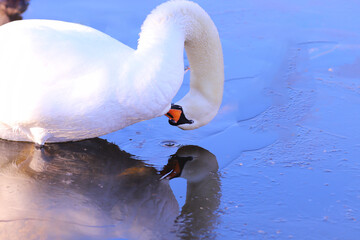 Wall Mural - A mute swan cleans its feathers and plumes near a hole in the ice... It's winter now, although the sun is shining....