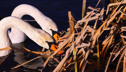 Wall Mural - During the winter period, mute swans begin to build nests..