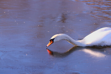 Wall Mural - The swan breaks the morning ice.....