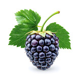 Black berry Marionberry, isolated on a white background