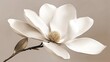 © Zulfa - Elegant Magnolia Bloom: A Serene, Minimalist Botanical Art Print