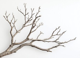 Wall Mural - Dried tree branches against a white background, high-definition photography. --ar 128:93 --v 6.1 Job ID: 4b98e82e-74e2-4f38-baee-2fe7fc502e9a