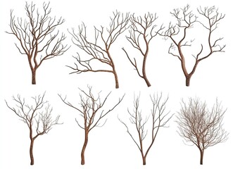 Wall Mural - Dried tree branches on a white background, silhouettes of dead, leafless trees, close-up of dry foliage, dead wood, no leaves or flowers in the winter season, cutout, vector illustration, 