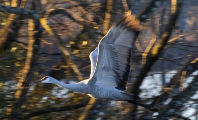 Wall Mural - Sandhill Cranes flying with woods